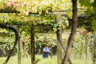 En medio de la vendimia 2021