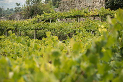 Los Viñedos - Galería de imágenes - Imagen: 2